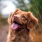 brown dog