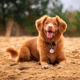 brown dog