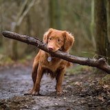 brown dog